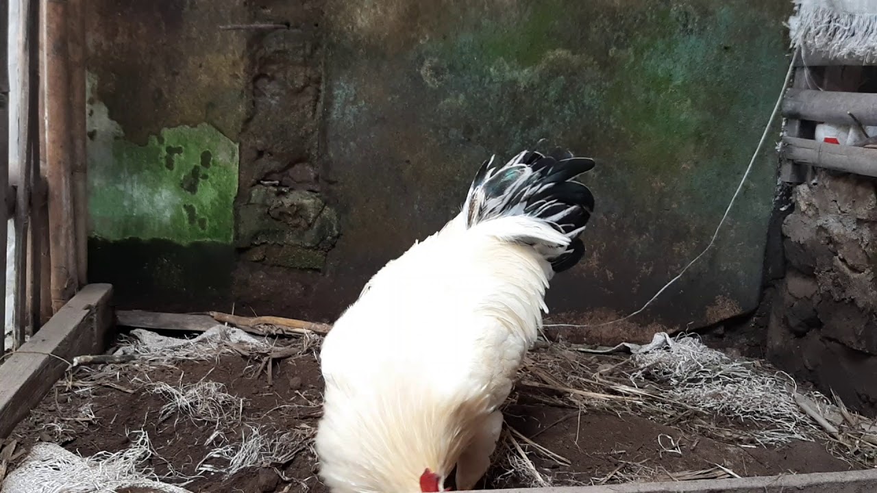 TERNAK AYAM KAMPUNG YUDISTIRA AKY Calon Indukan Belajar Seleksi