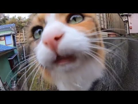 世界一かわいい鳴き声の猫 トラ Youtube