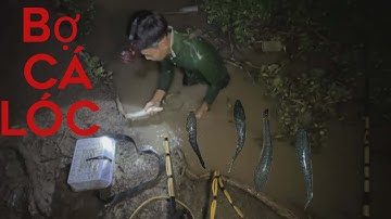 Kích cá bợ cá lóc lợi lặng mò cá ￼
