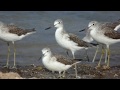 Sharjah Birds 048 GRK003 Common Greenshank طيطوي أخضر الساق Mohamed Kamal