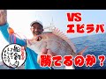船釣りでエビラバと鯛ラバはどっちが強いのか！@きずなまりん【前編】