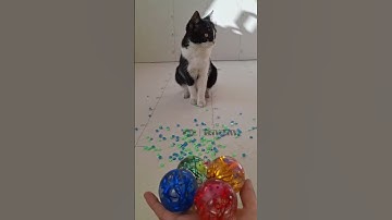 Satisfying Reverse Beads ASMR Balls ⚽️ 😌 👌 ♥️ Reverse video #cat #reverse #asmr #satisfying