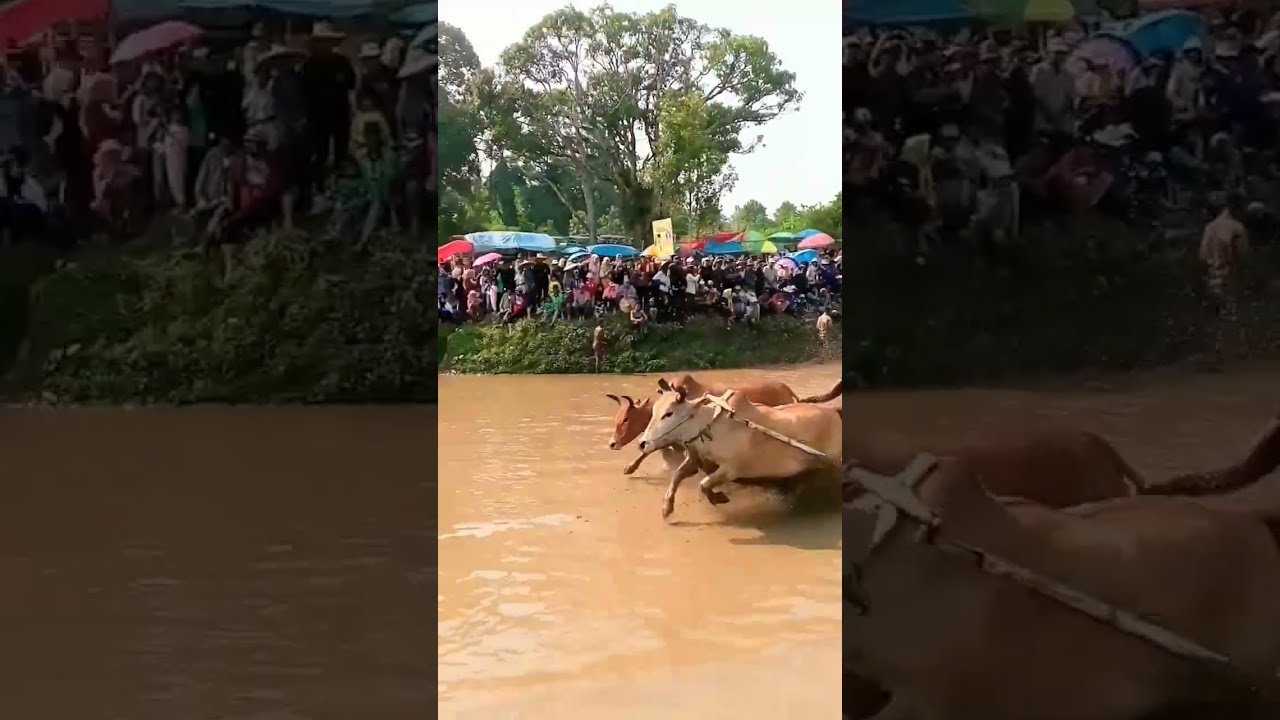 Pacu jawi sapi kirai dek ang kapangka tu mang  shorts