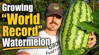Growing "World Record" Heirloom Watermelon | How We Are Having Success Growing Our Own Watermelon FL