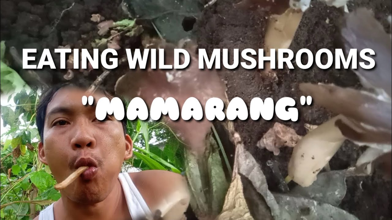 Real Mukbang ▶️ EATING WILD MUSHROOMS WITH ANTS/(mamarang🍄)