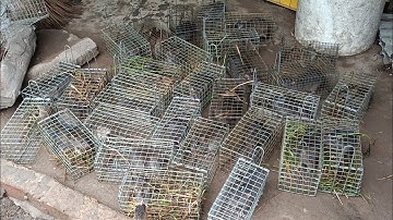 Bẩy chuột cống nhum mùa mưa dính hàng loạt chuột khủng #sanbatbatri