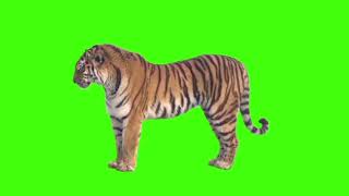 Green Screen Tiger Full Hd