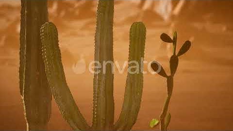 Arizona Desert Sunset with Giant Saguaro Cactus | Motion Graphics - Envato elements