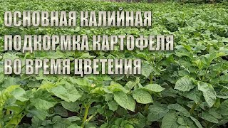 ОСНОВНАЯ КАЛИЙНАЯ ПОДКОРМКА КАРТОФЕЛЯ ВО ВРЕМЯ ЦВЕТЕНИЯ