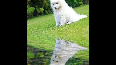 Easy way to make water reflection effect  in Photoshop (in Tamil with ESubs)