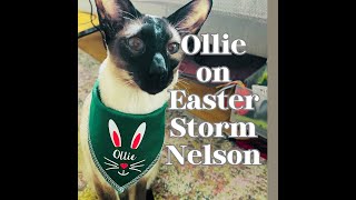 OLLIE'S COMMENTS ON STORM NELSON #cats #talkingcat #storm by London CATTALK 80 views 1 month ago 1 minute, 47 seconds