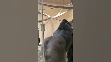 Gorilla Funny حركات الغوريلا المضحكة 