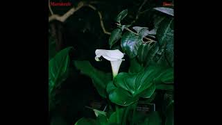 Marrakech - Fever (Official Audio)