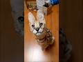 謎の赤ちゃんを助けたら…#動物 #動物のいる暮らし#ペット #ペットのいる暮らし #動物の赤ちゃん