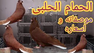 مواصفات الحمام الحلبى واسعاره والوانه وانواعه