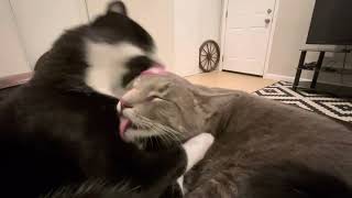 Michael and Ming: Cleaning each other’s fur by Michael and Ming 66,433 views 1 year ago 6 minutes, 1 second