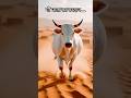 cow 🐄#shortsfeed  #sehar