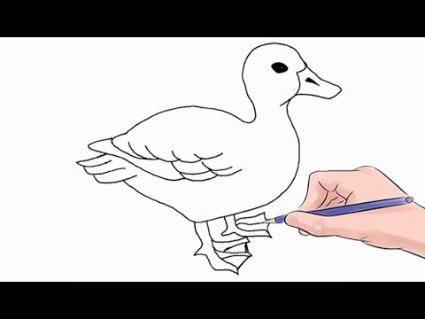 How to Draw a Duck Easy Step by Step - YouTube