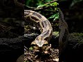 La serpiente es una de los animales más rapidos del mundo