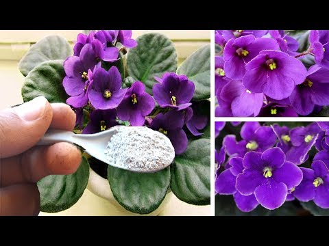 Vídeo: Fertilizante Para Violetas: Como Alimentar Violetas Para Uma Floração Abundante Em Casa? Posso Alimentá-los Com Fertilizante Peters No Inverno?