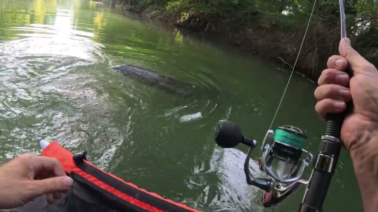 Wels Livebiss 234 cm auf Gummi