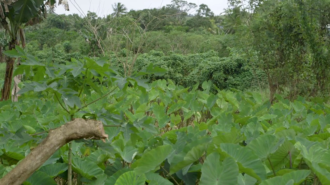 Kiribati Land Purchase YouTube