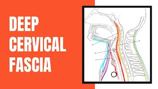 Deep Cervical Fascia