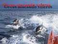 orcas ataques a veleros
