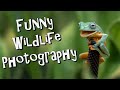 Funny wildlife photography
