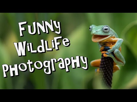 Funny Wildlife Photography