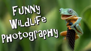 Funny Wildlife Photography