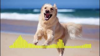 Dog Barking - Ringtone short