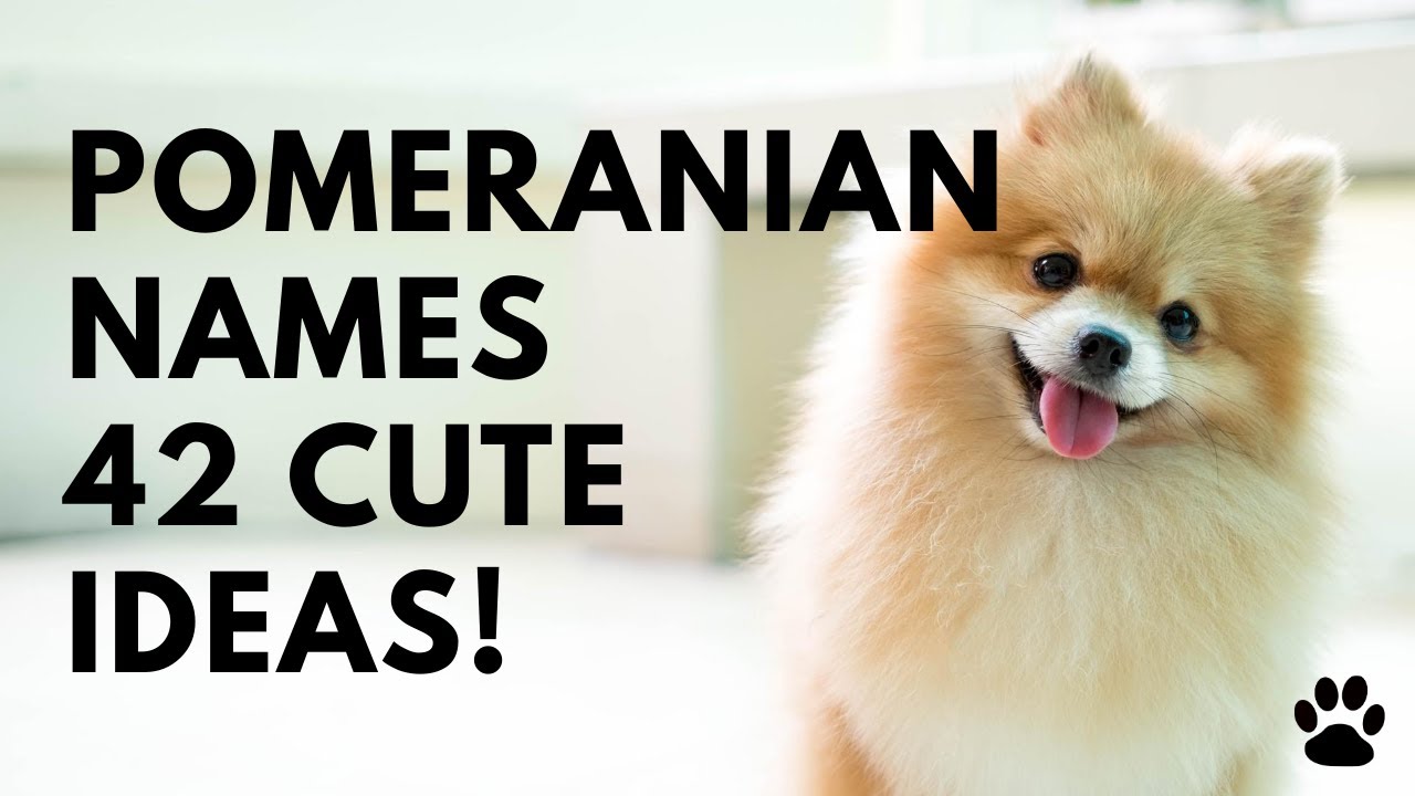  Pomeranian Dog Names +42 CUTE & TOP Ideas | Names - YouTube