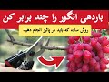 با این روش باردهی درخت انگور را چند برابر کن مخصوص پائیز