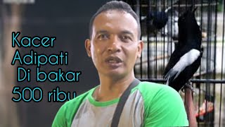 Kacer adipati di bakar 500 rb ????