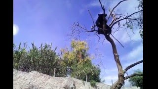 Africam Safari Puebla VID 20151123 WA00001
