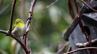 봄날, 깔따구 잡아먹는 동박새 | warbling white-eye | Chironomidae| 6 March, 2024.