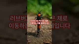 서울 한복판, 이 벌레 조심하십시오 #러브버거 #벌레퇴치