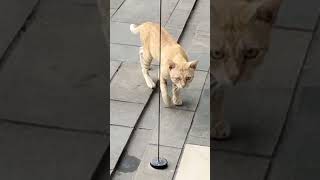 Mayroong Pusa sa daan.#furbaby #cute #shortvideo