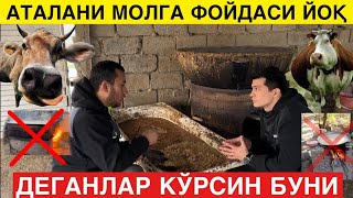 Аталани Бир Тийинлик фойдаси Йоқми? ДОКТОР ХАММА СИРНИ ОЧДИ!