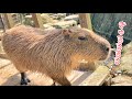 【癒し】カピバラの可愛い鳴き声まとめ♪