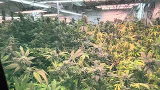10x10, how to make a D.I.Y Cannatrol, Over priced Cost to much .