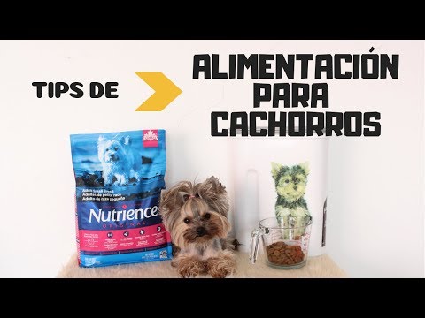 Video: Cómo Alimentar A Un Cachorro York