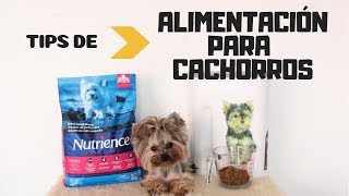 Alimentación del primer año de vida de un cachorro  Tips by Natalia Ospina