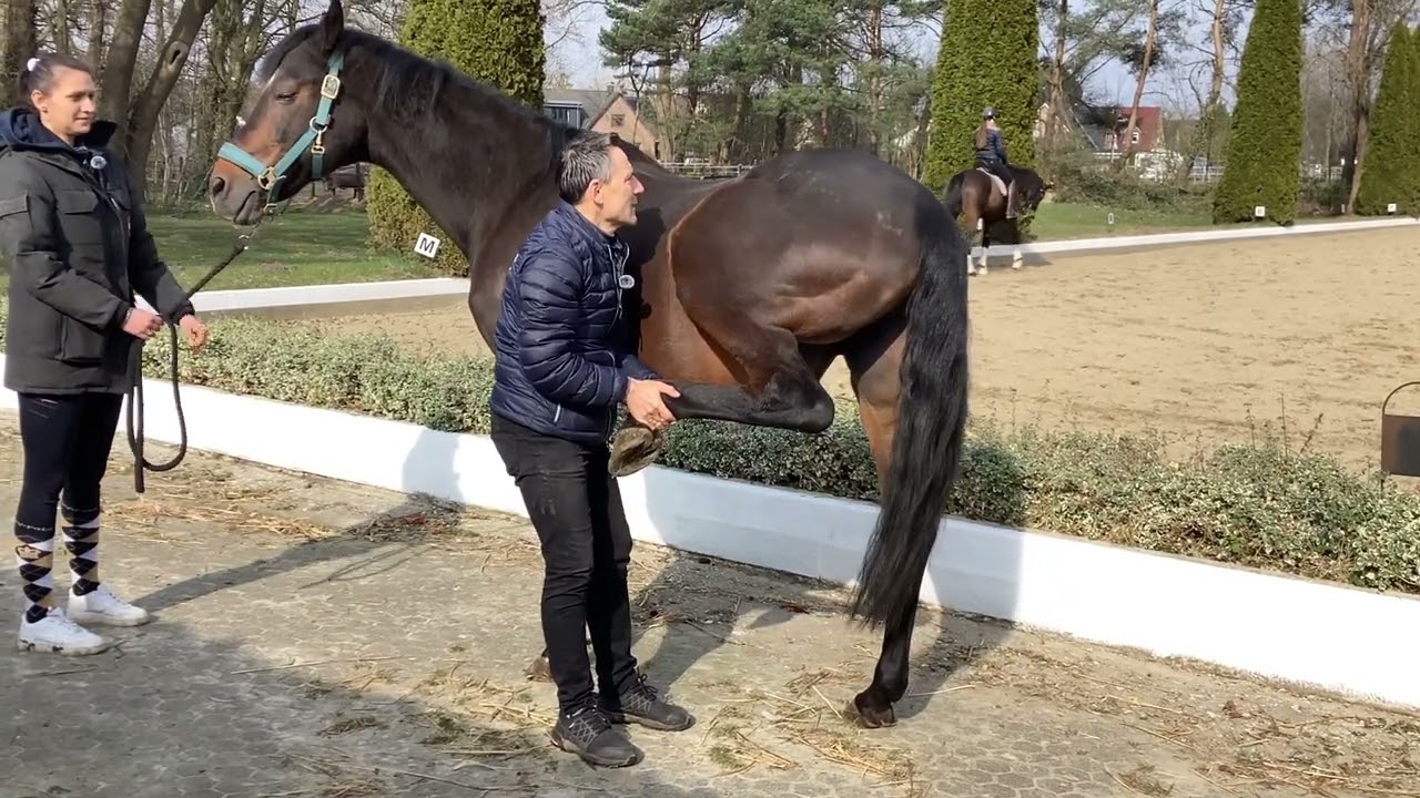 Pferd lahmt immer wieder zwischendurch für ein Paar schritte und lässt sich deshalb nicht longieren.