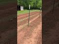 The BIG #gardentour #gardening #garden #homesteading #gardener #gardeningvideos #gardens #shorts