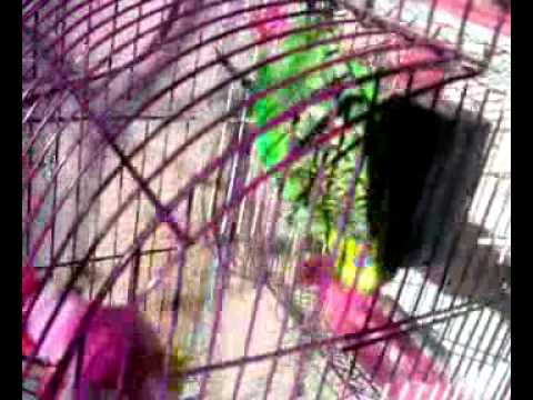 molaparake tutiyushi (თუთიყუში ლაპარაკობს)