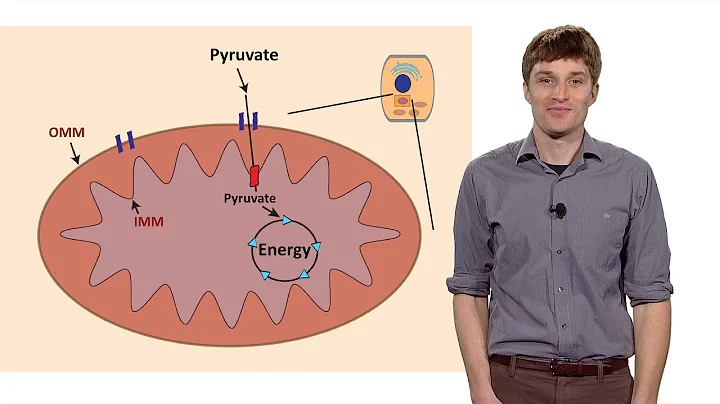 John Schell (U. Utah): Getting Fuel to the Cells E...
