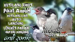 suara pikat kutilang ribut paling ampuh sejagat raya terbaru || pikat ampuh kutilang liar anti zonk