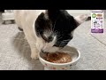 【保護猫】猫ASMR：今日のモグモグ 248days ／ MiawMiawジューシー 香るおかか